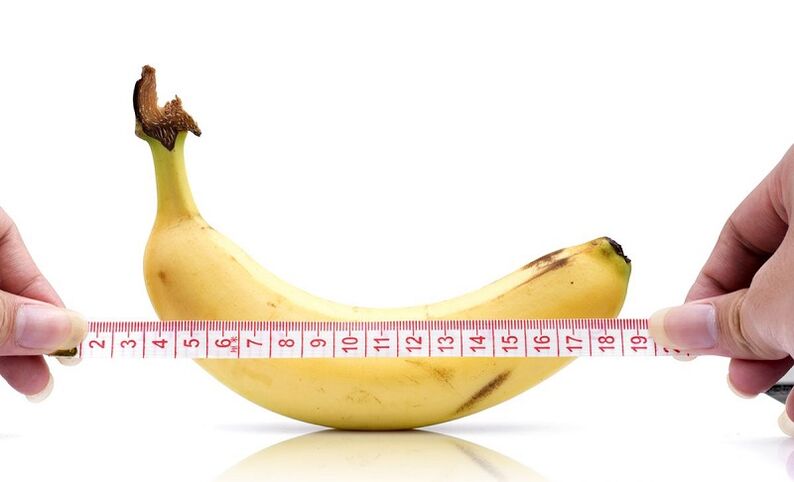 The influence of abstinence over the length of the penis